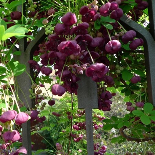 Akebia quinata